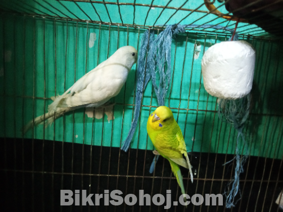 বাজিগর পাখি